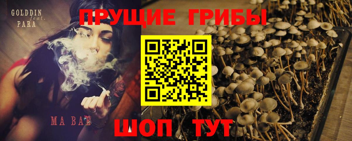Михайловск  Псилоцибиновые грибы GOLDEN TEACHER  продажа наркотиков  Вход с VPN  Псилоцибиновые грибы GOLDEN TEACHER 